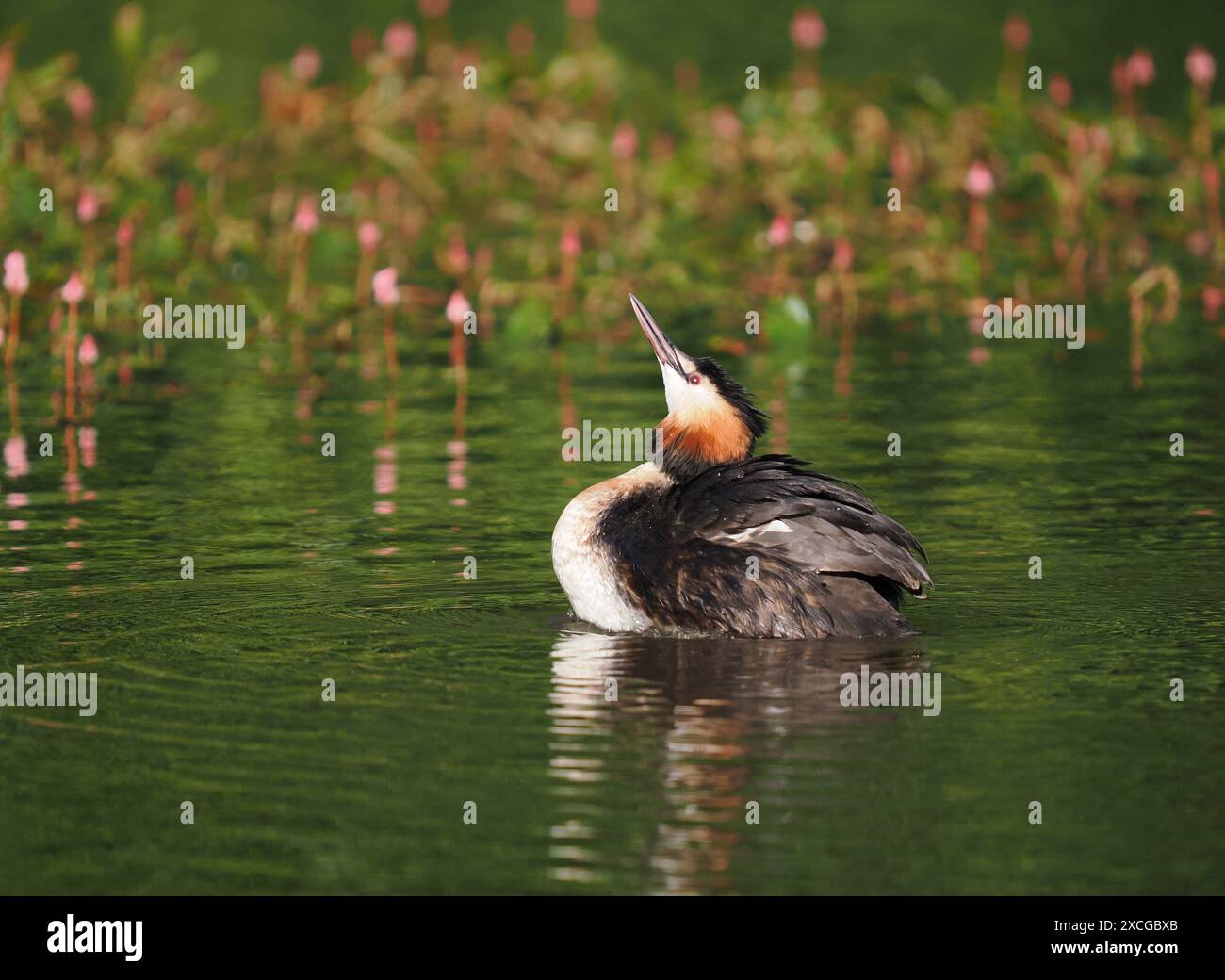 Großkäppchen füttern junge Tiere, die Größe der Beute nimmt mit zunehmendem Wachstum schnell zu. Stockfoto