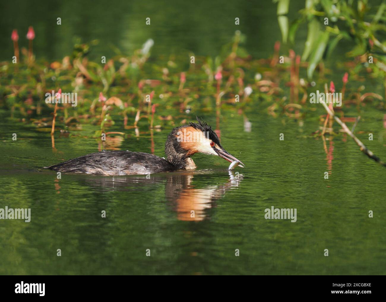Großkäppchen füttern junge Tiere, die Größe der Beute nimmt mit zunehmendem Wachstum schnell zu. Stockfoto