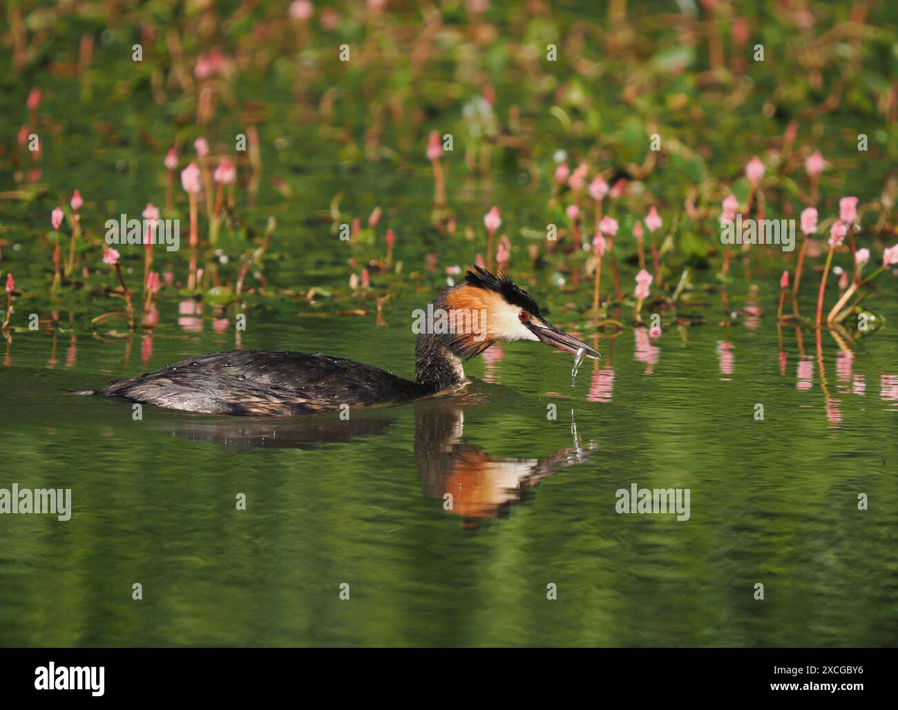 Großkäppchen füttern junge Tiere, die Größe der Beute nimmt mit zunehmendem Wachstum schnell zu. Stockfoto
