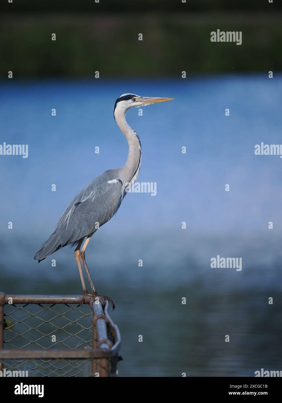 Graureiher, ein großer langbeiniger Reiher, die Beine, die beim Waten durch tiefes Wasser verwendet werden, um Beute von Fischen, Amphibien, Wasservögeln und Wirbellosen zu jagen. Stockfoto