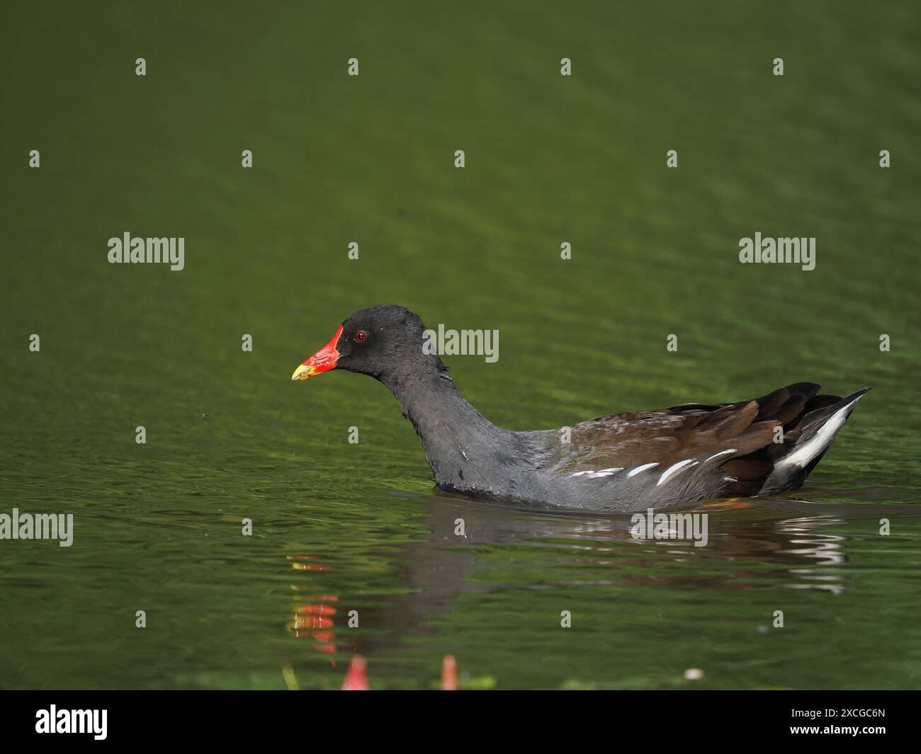 Moorhen, ein sehr häufiger britischer Wasservogel, der oft von Fotografen übersehen wird. Stockfoto