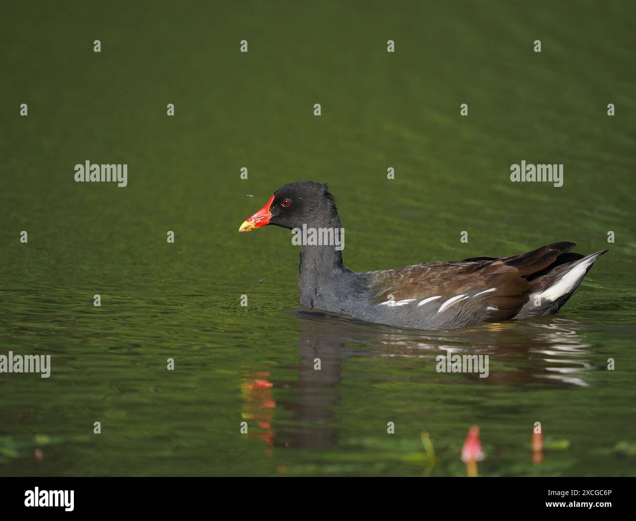 Moorhen, ein sehr häufiger britischer Wasservogel, der oft von Fotografen übersehen wird. Stockfoto