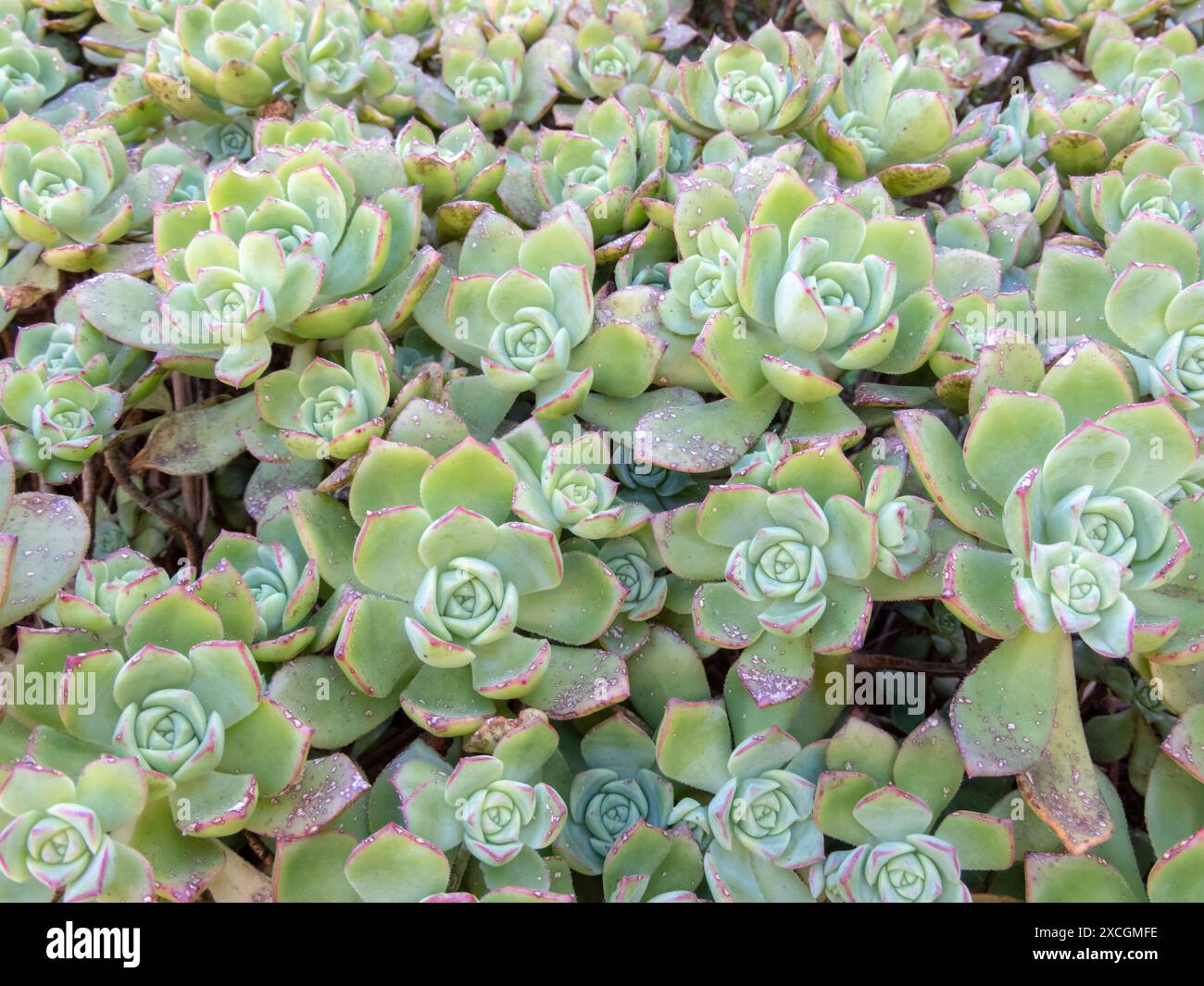 Haworths Aeonium, Aeonium haworthii oder Pinwheel Sukkulenten Pflanzen mit roten Kanten, grünen Blättern Rosetten. Stockfoto