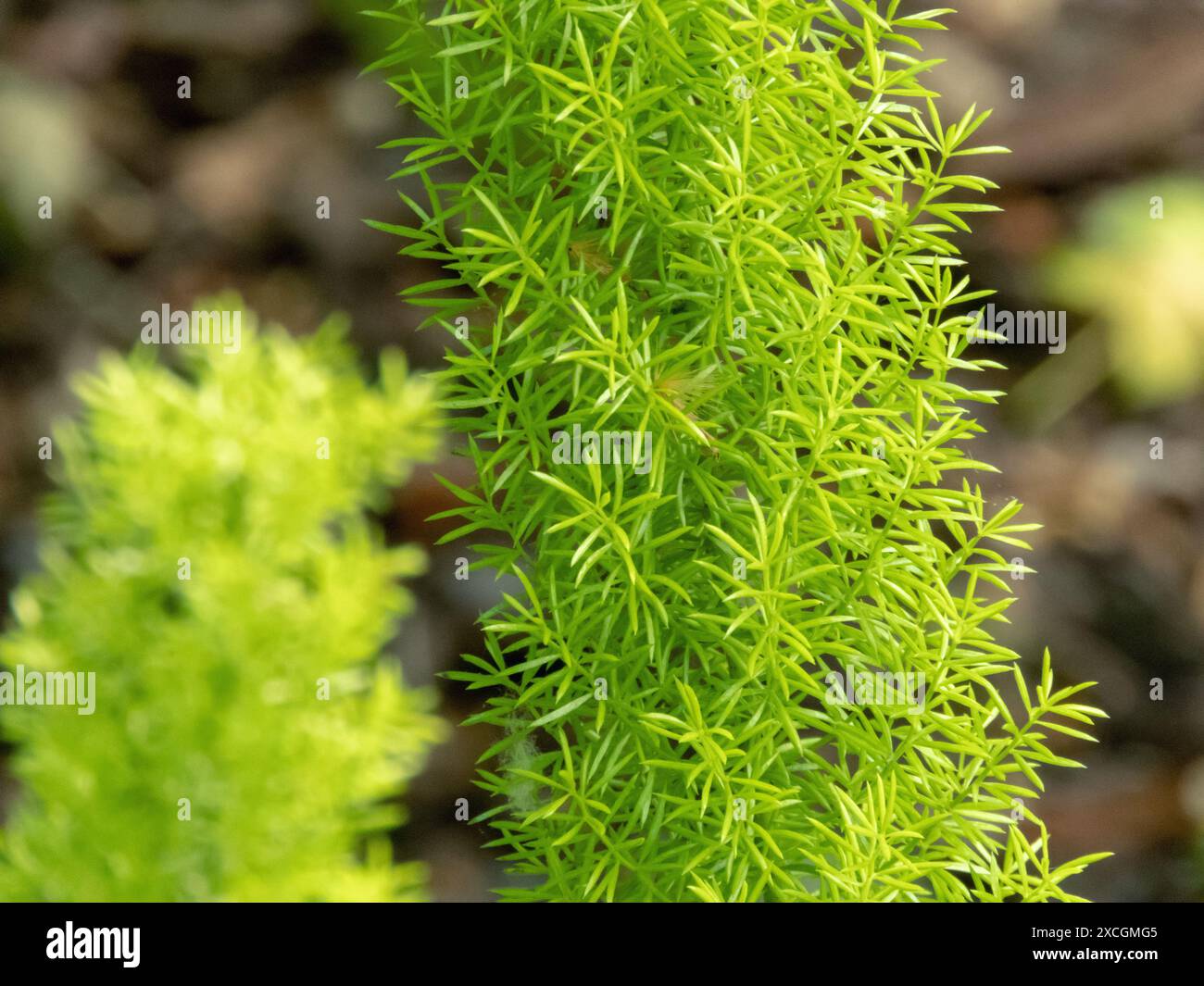 Spargel densiflorus oder Spargelfarnblätter in Nahaufnahme. Fuchsschwanz-Spargel oder Flaumfarn hellgrüne Blätter. Stockfoto