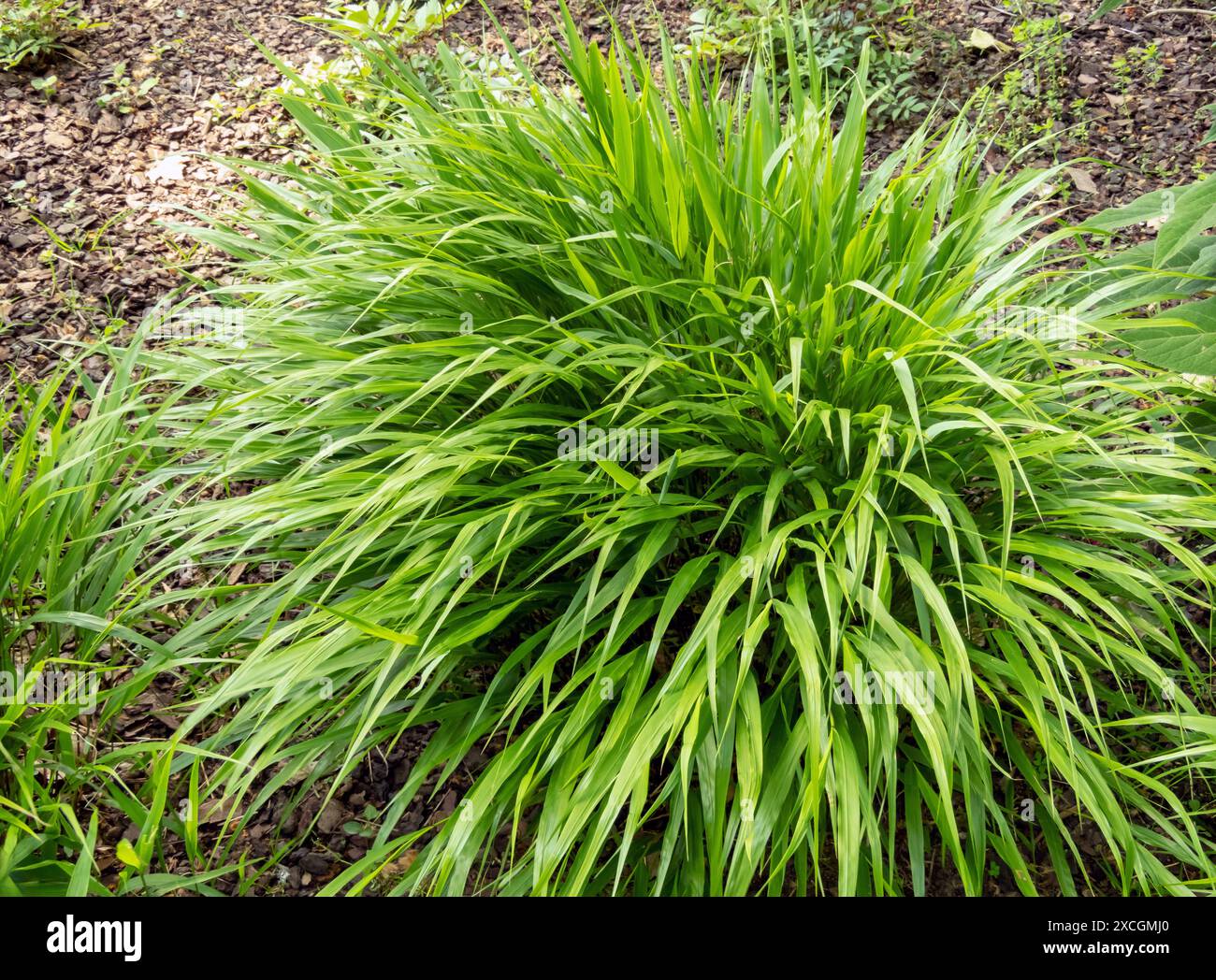 Hakonechloa macra oder japanisches Waldgras, das Ziergras kaskadiert. Hakone Ziergras hellgrünes Laub. Bambus wie Bunchgrass. Stockfoto