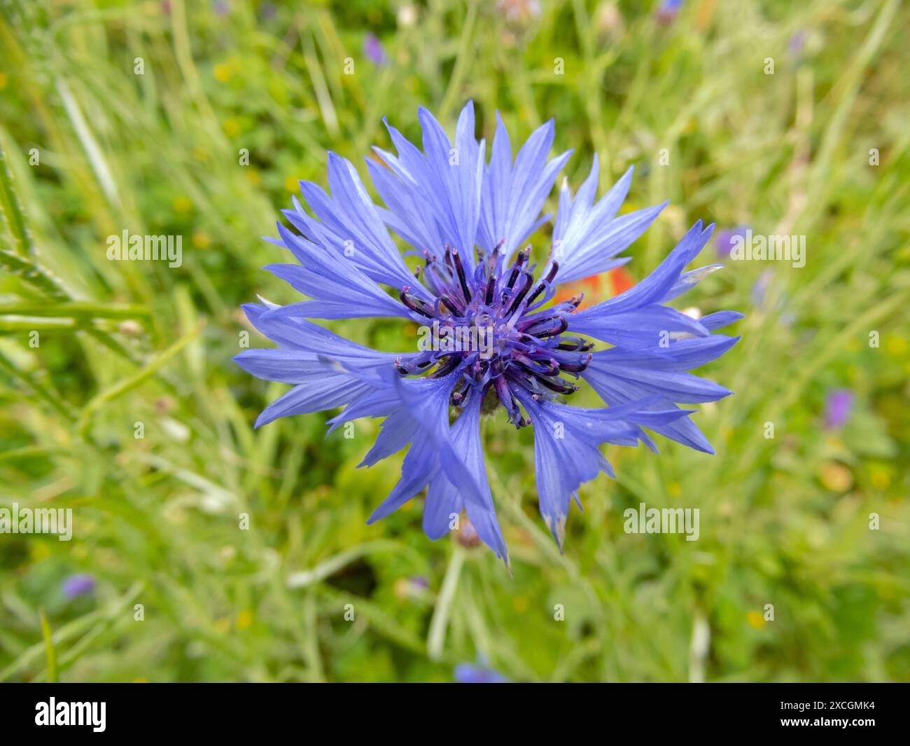 Kornblume oder Junggesellenknopf blaue Blume auf der Sommerwiese. Centaurea cyanus blühende Pflanzenblumenkopf. Stockfoto