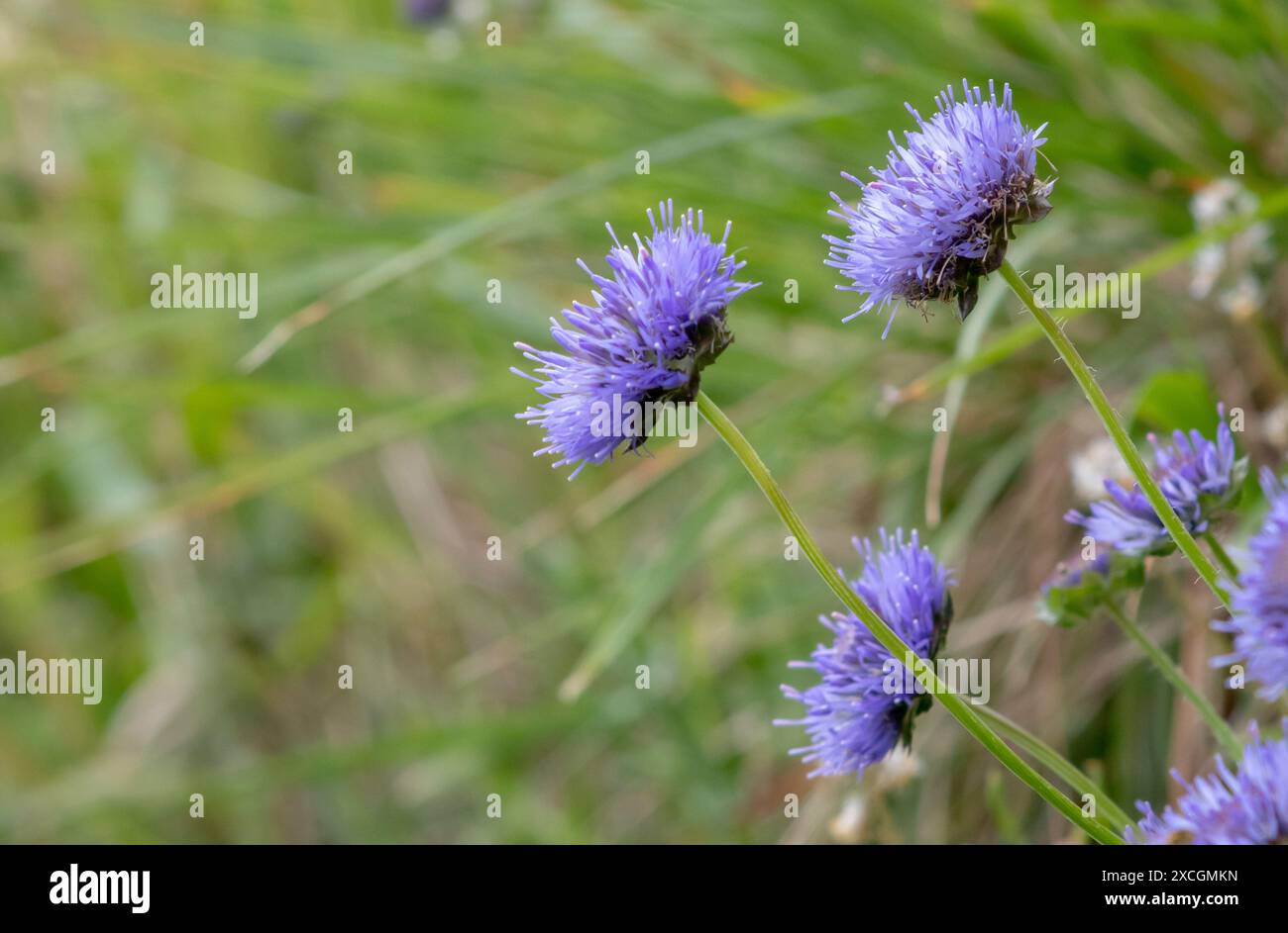 Jasione montana, Schafskuchen, blaue Hauben, blaue Knöpfe, Schafskuchen, blaue Gänseblümchen oder eisenblühende Pflanze Stockfoto