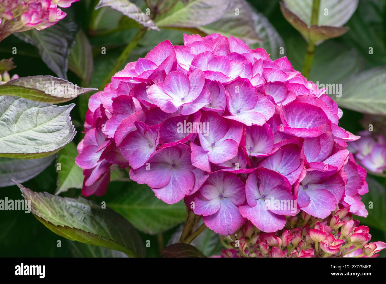 Hortensie macrophylla lila Blüten mit hellem Mittelteil. Hortensia blühende Pflanzenblume und Knospen. Hortensie in Blüte. Stockfoto