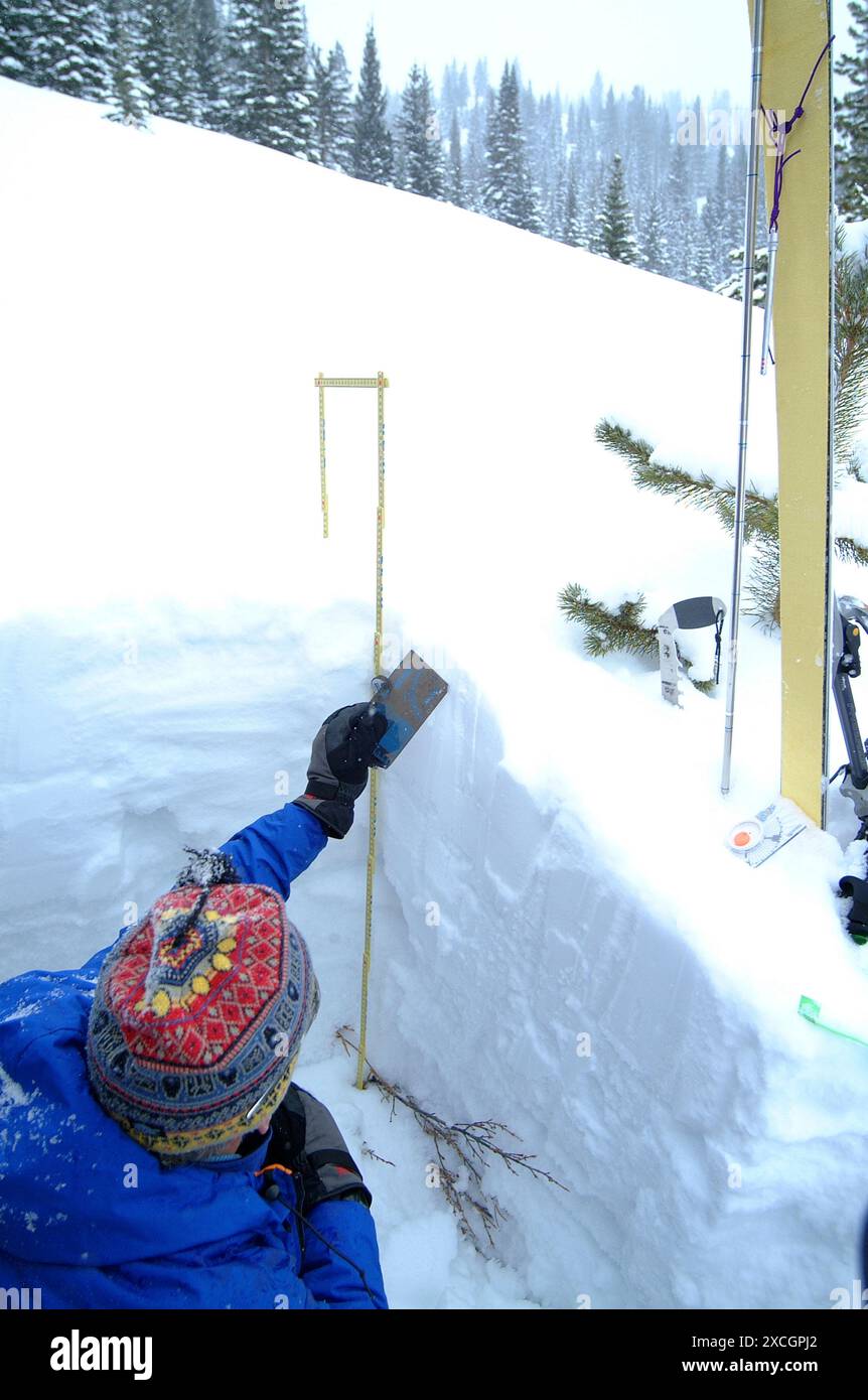 Ein Lawinenexperte misst Schneeschichten, um die aktuelle Lawinengefahr in Aspen, Colorado, zu ermitteln Stockfoto