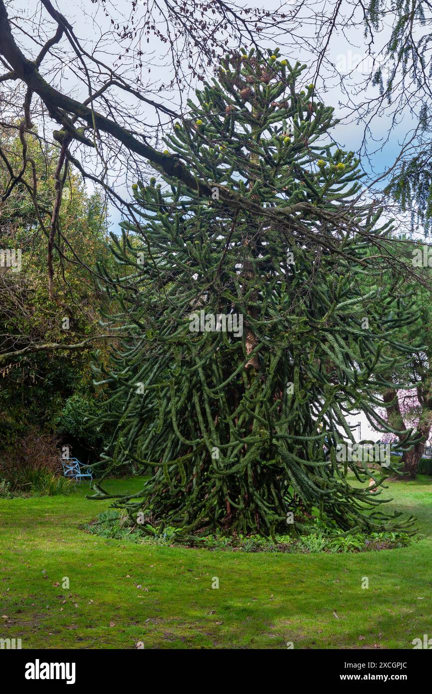 Affenpuzzle Tree (Araucaria araucana) wächst in Crescent Gardens, Alverstoke, Gosport, Hampshire, Großbritannien Stockfoto