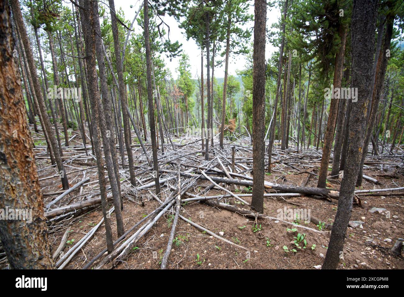 Umgefallene Bäume im Wald, Mount massive Trail, Leadville, Colorado, USA Stockfoto