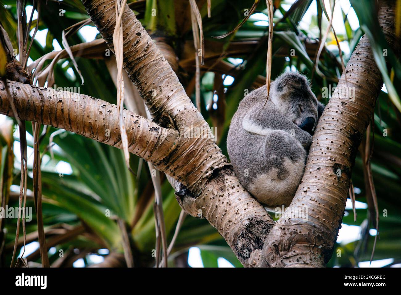 Koala im Baum schlafen Stockfoto