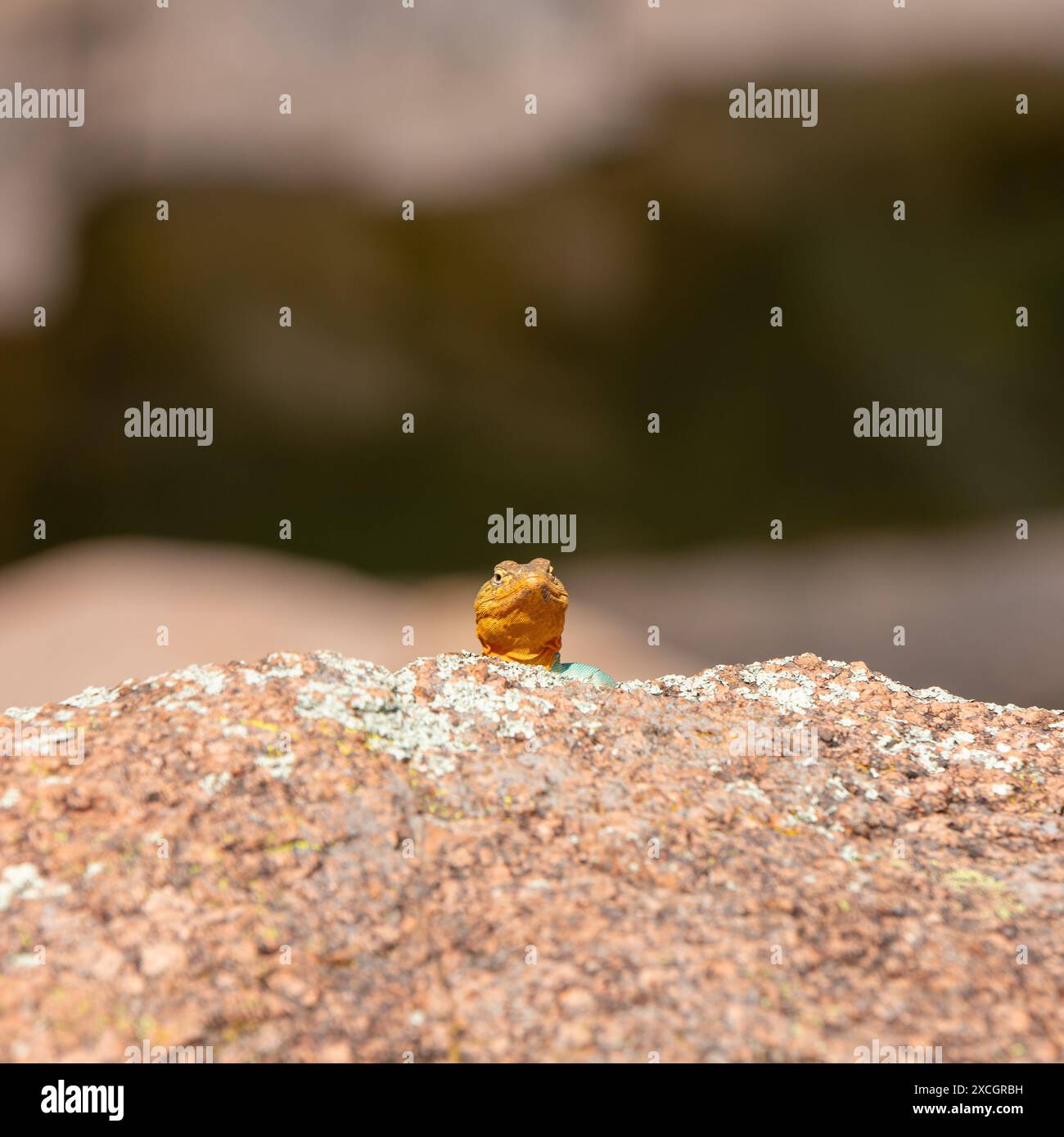 Eidechse beobachtet Sie auf dem Wanderweg Stockfoto