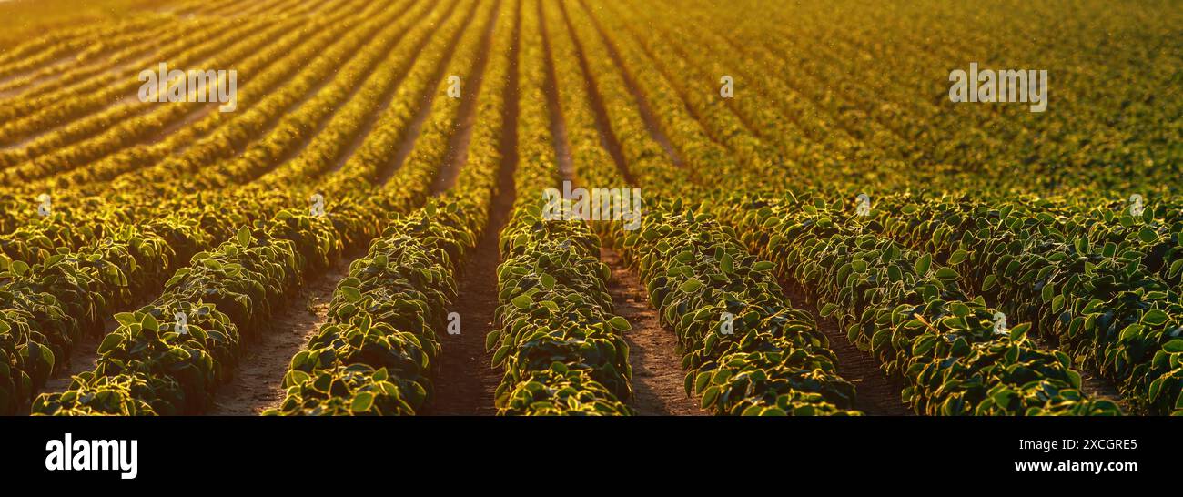 Panoramabild des Sojabohnenfeldes bei Sommersonnenuntergang, selektiver Fokus Stockfoto