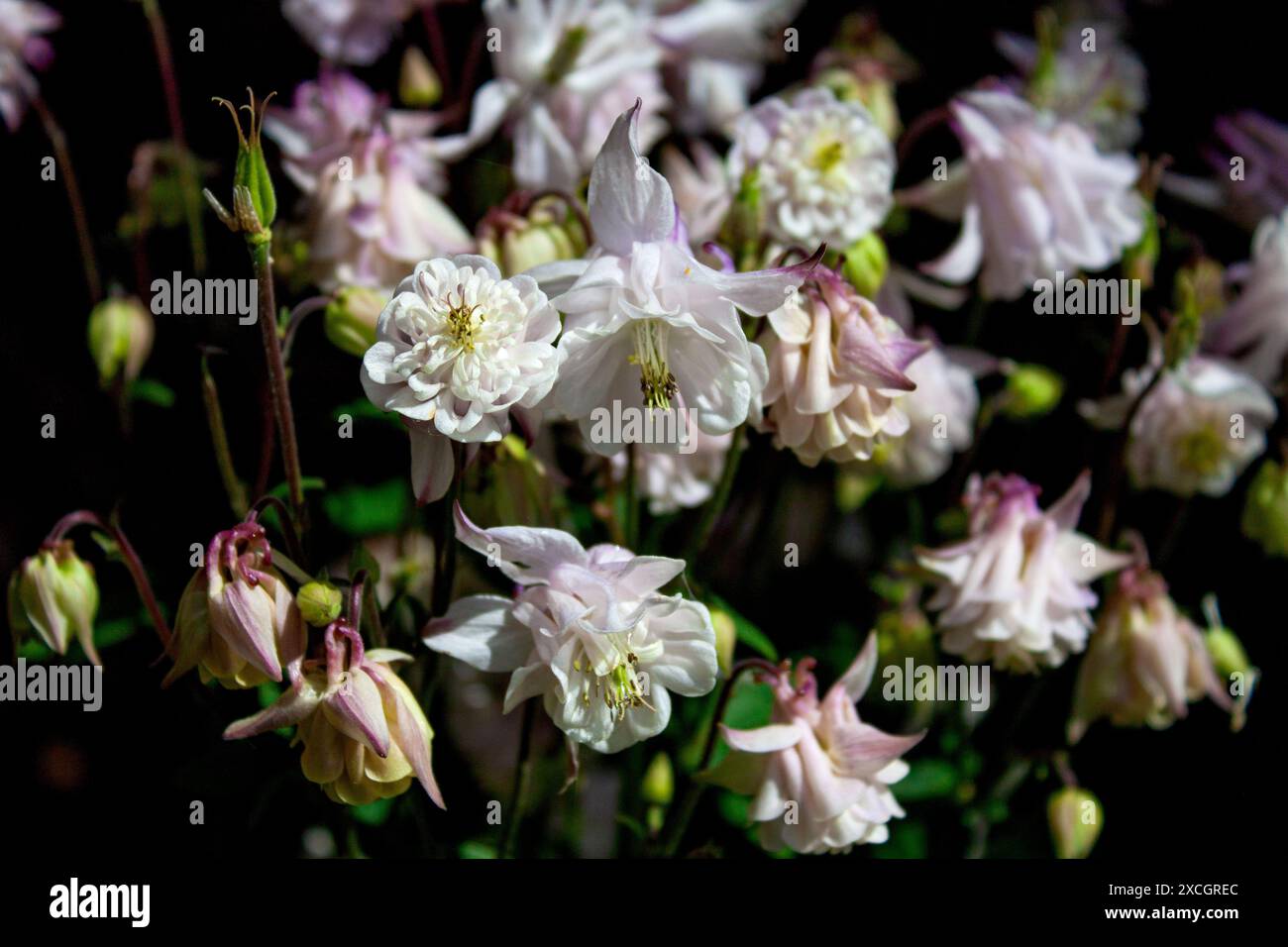 Eine Nahaufnahme einer Weißen Kolumbine, bekannt unter ihrem botanischen Namen Clematis, die entweder als krautiger Staudenstrauch oder immergrüner Sträucher gepflanzt wird Stockfoto