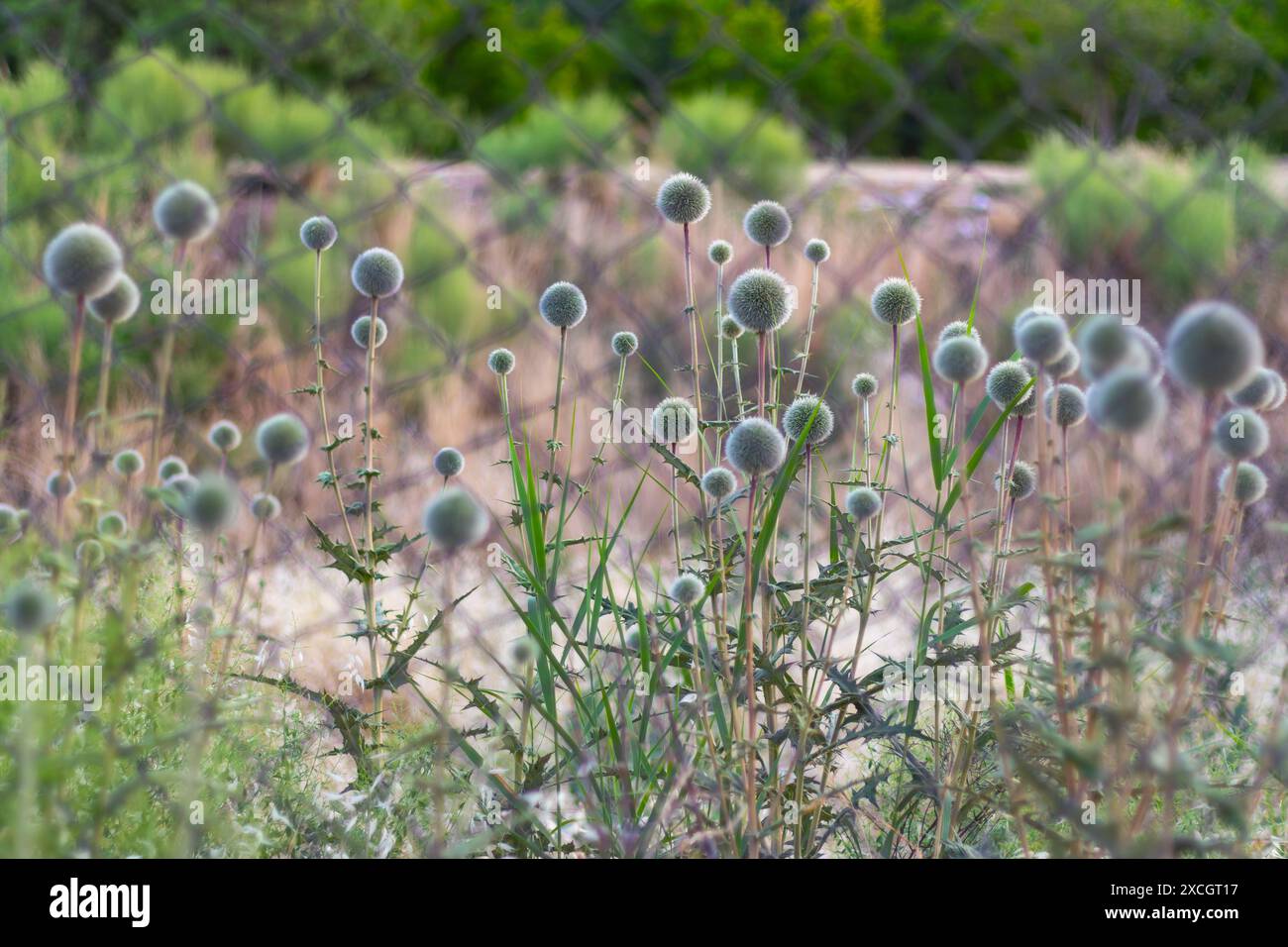 Glockendistel auf einem Feld. Stockfoto