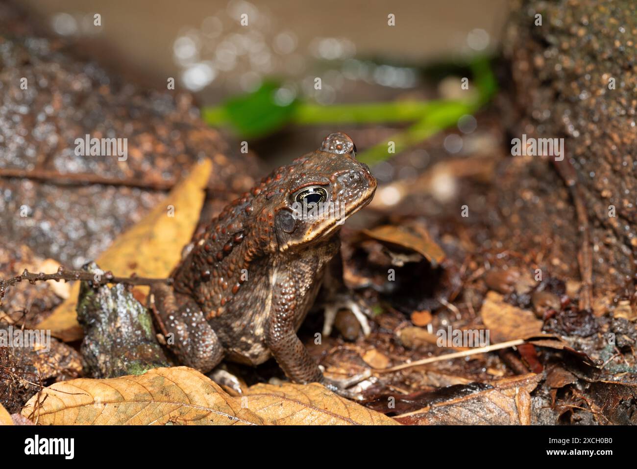 Rhinella horribilis, Rohrkröte oder Riesenkröte, die in Mesoamerika und im Nordwesten Südamerikas leben. Tayrona Nationalpark, Magdalena Departement. Colom Stockfoto