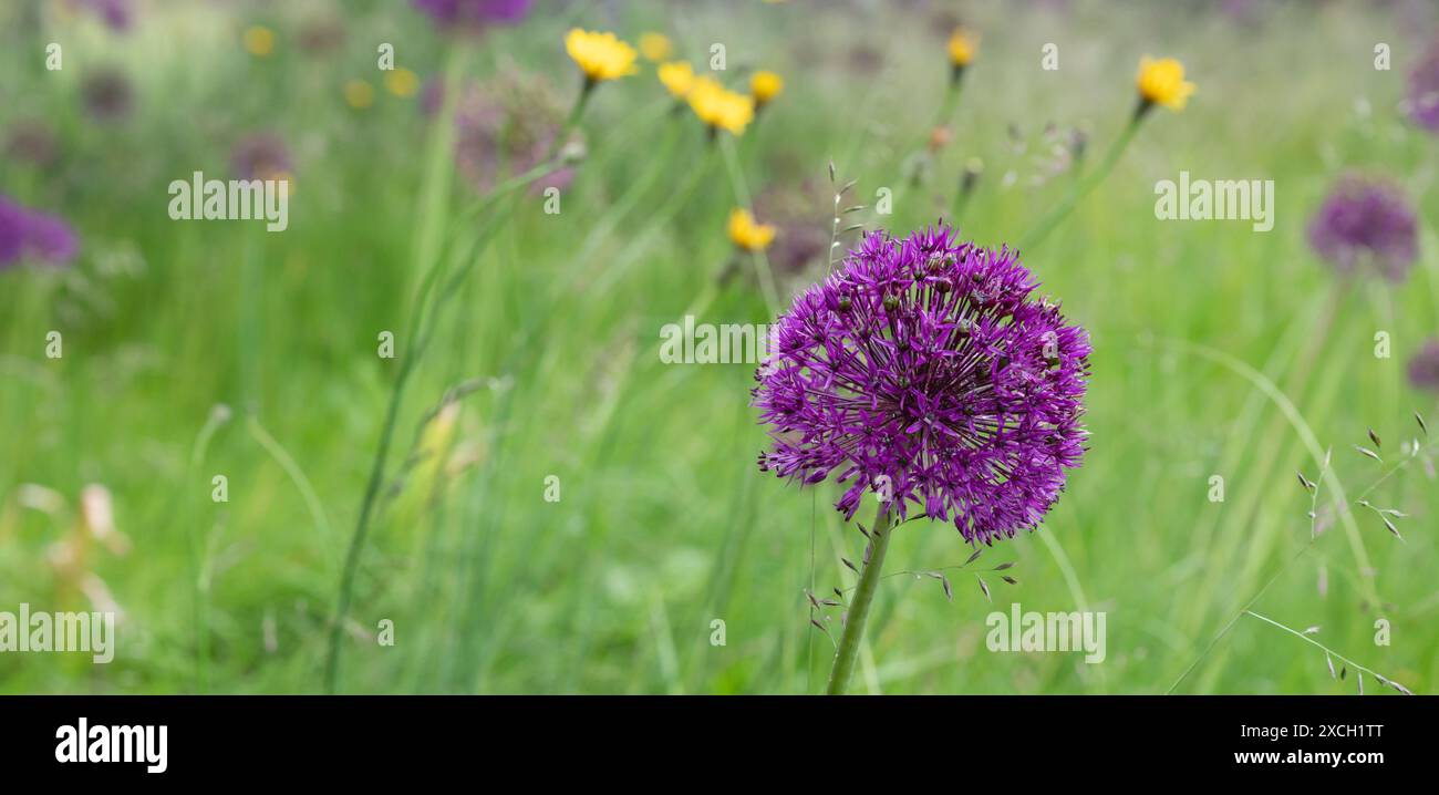 Violette Allium-Blüte wächst zwischen wildem Gras im Garten. Stockfoto