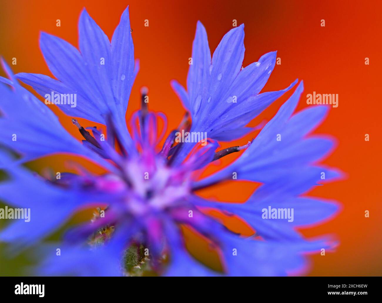 Sieversdorf, Deutschland. Juni 2024. Die Blüte einer Kornblume leuchtet intensiv blau auf den roten Blütenblättern des Mohns. Zu Beginn der Woche sorgen Gewitter, Regen und starke Windböen für unangenehmes Wetter in Berlin und Brandenburg. Andernfalls prognostiziert der Deutsche Wetterdienst (DWD), dass der Himmel am Montag teilweise bewölkt sein wird. Vereinzelte Schauern fallen. Quelle: Patrick Pleul/dpa/ZB/dpa/Alamy Live News Stockfoto