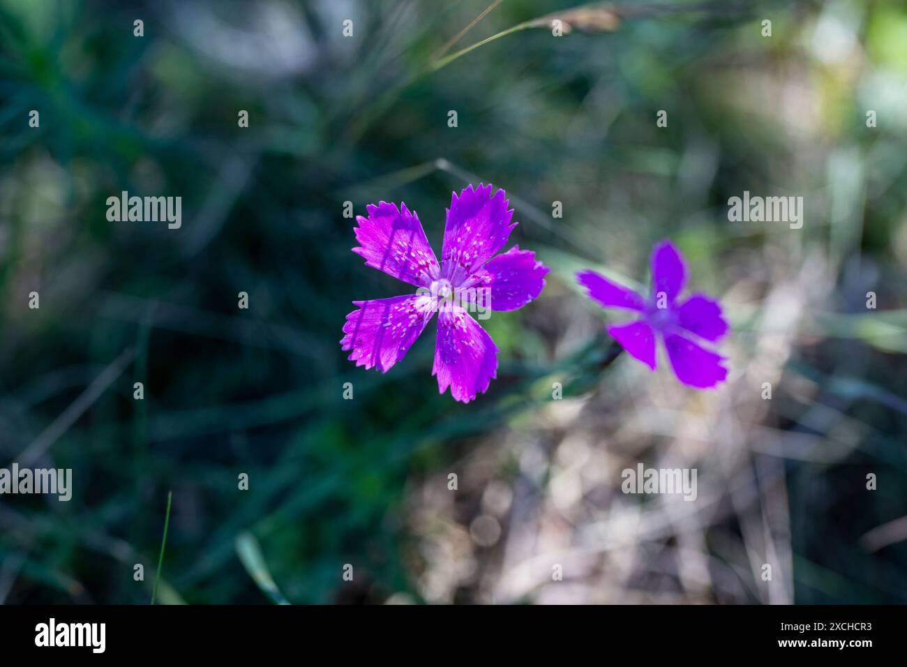 Dianthus glazialis lila Blume auf Ackergras in rumänien, weicher Fokus Stockfoto