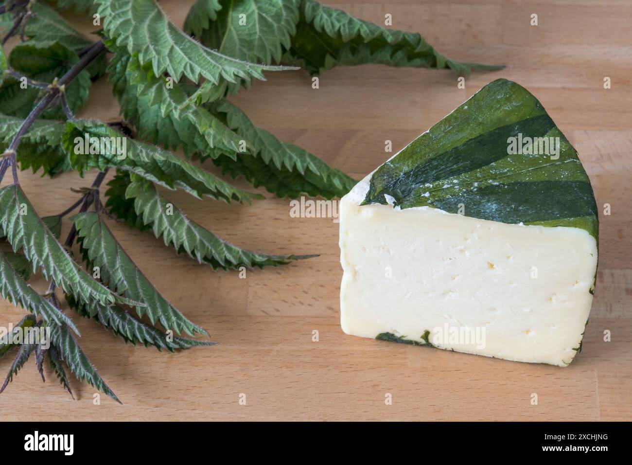 Cornish Yarg Käse wird traditionell in Brennnesselblätter gewickelt. Stockfoto