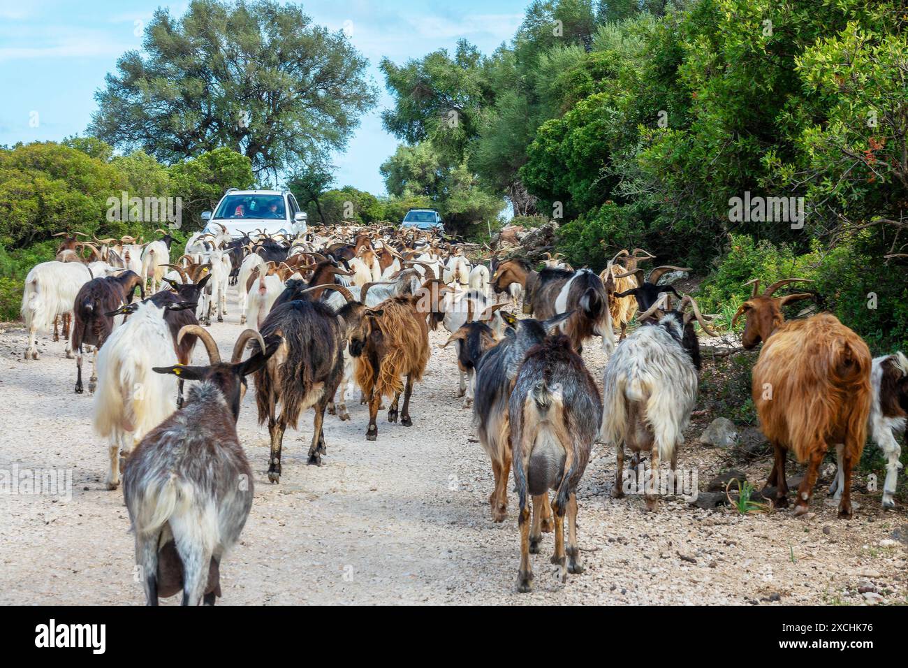 Die Autos hielten an einer Ziegenherde auf einer Landstraße im Supramonte-Gebirge auf Sardinien, Italien Stockfoto