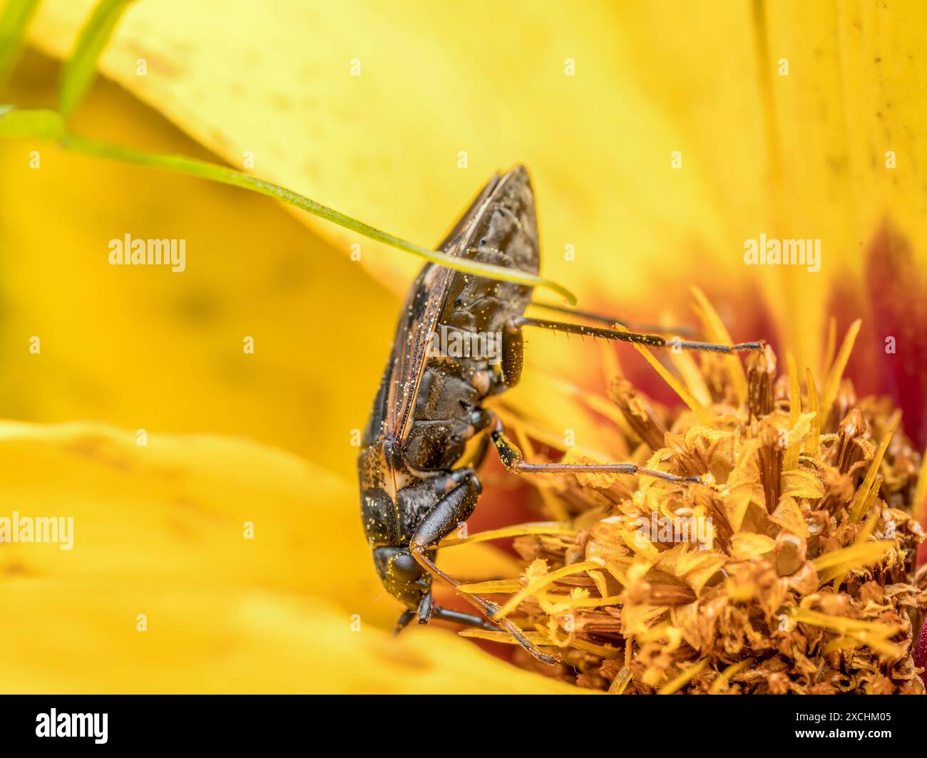 Nahaufnahme eines Falschen Blisterkäfers, der in gelber Blume herumstochelt Stockfoto