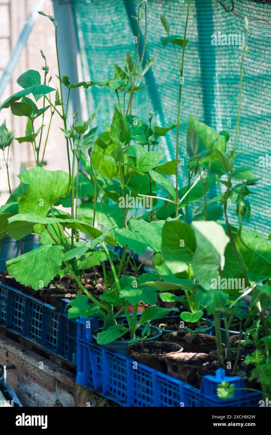 Laufbohnen (phaseolus coccineus), die im Gewächshaus von Seeds Chard Somerset England angebaut werden Stockfoto