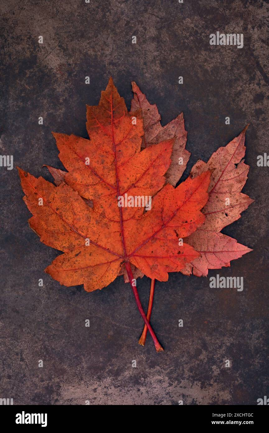 Zwei tieforange herbstliche Blätter des Silberahornbaums, eine Seite nach oben und eine Seite nach unten, die auf angetriebenem Metall liegt Stockfoto