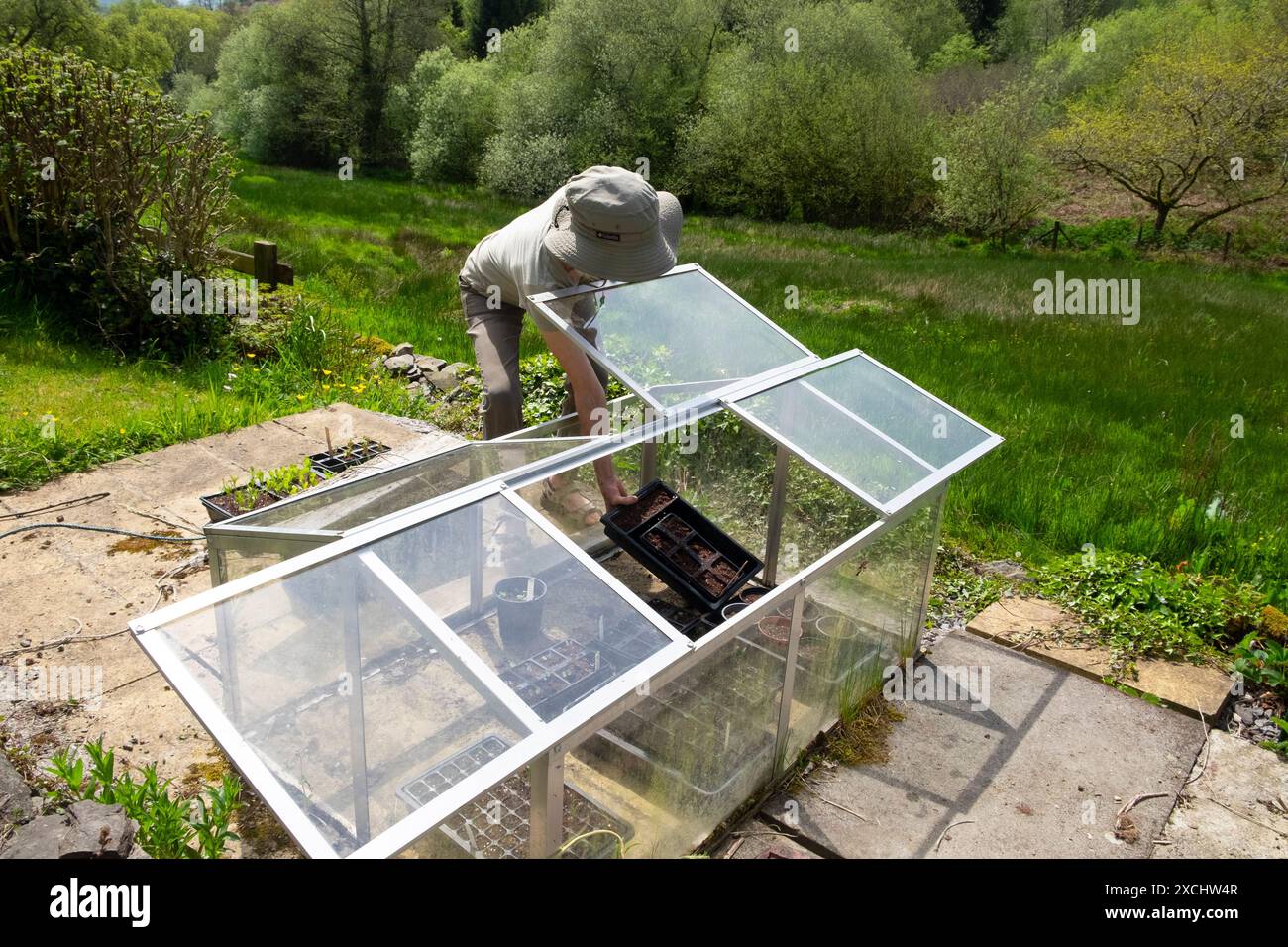 Ältere Frau, die sich nach unten beugt, um Saatgutschale in Glasglocke zu legen im Frühling Mai ländlicher Garten Carmarthenshire Wales Großbritannien KATHY DEWITT Stockfoto