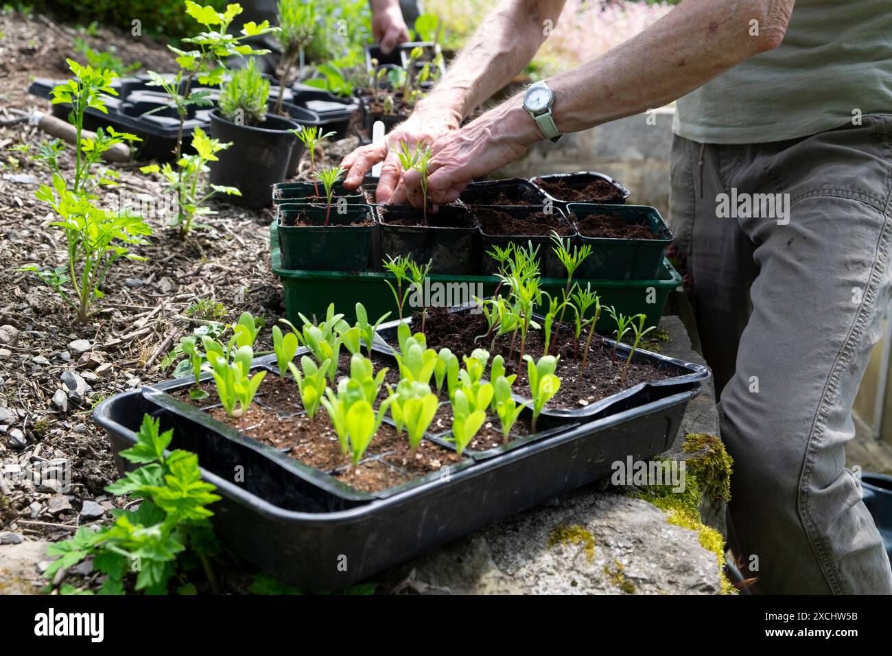 Ältere Frau reife Person im Garten, die Calendula-Kosmos-Setzlinge von einem Tablett in torffreien Kompost zu größeren Töpfen übergießt, Frühling UK KATHY DEWITT Stockfoto
