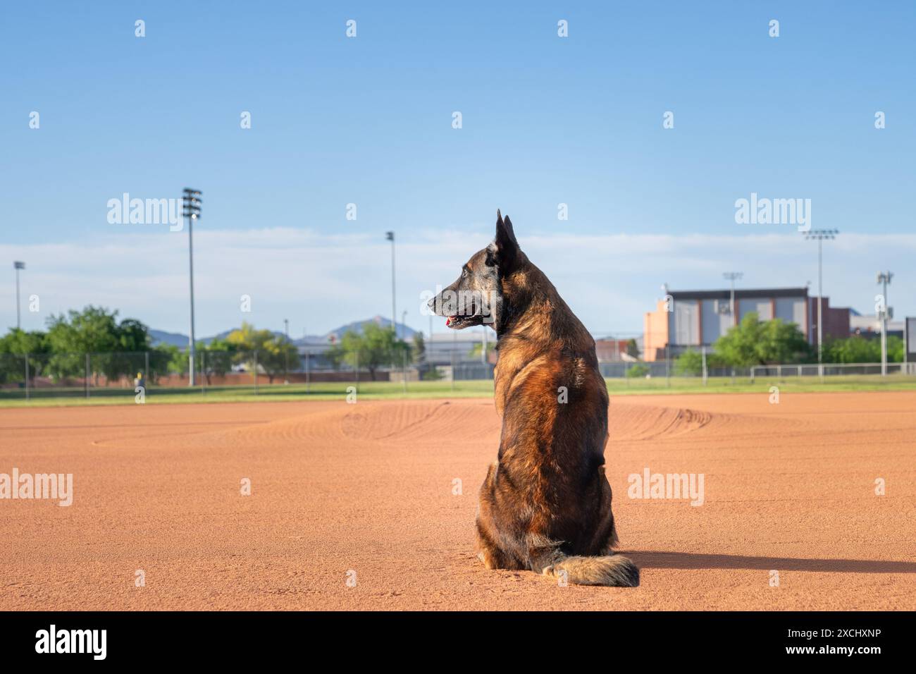 Der belgische Malinois posiert für ein natürliches Outdoor-Porträt auf einem Baseballdiamanten Stockfoto