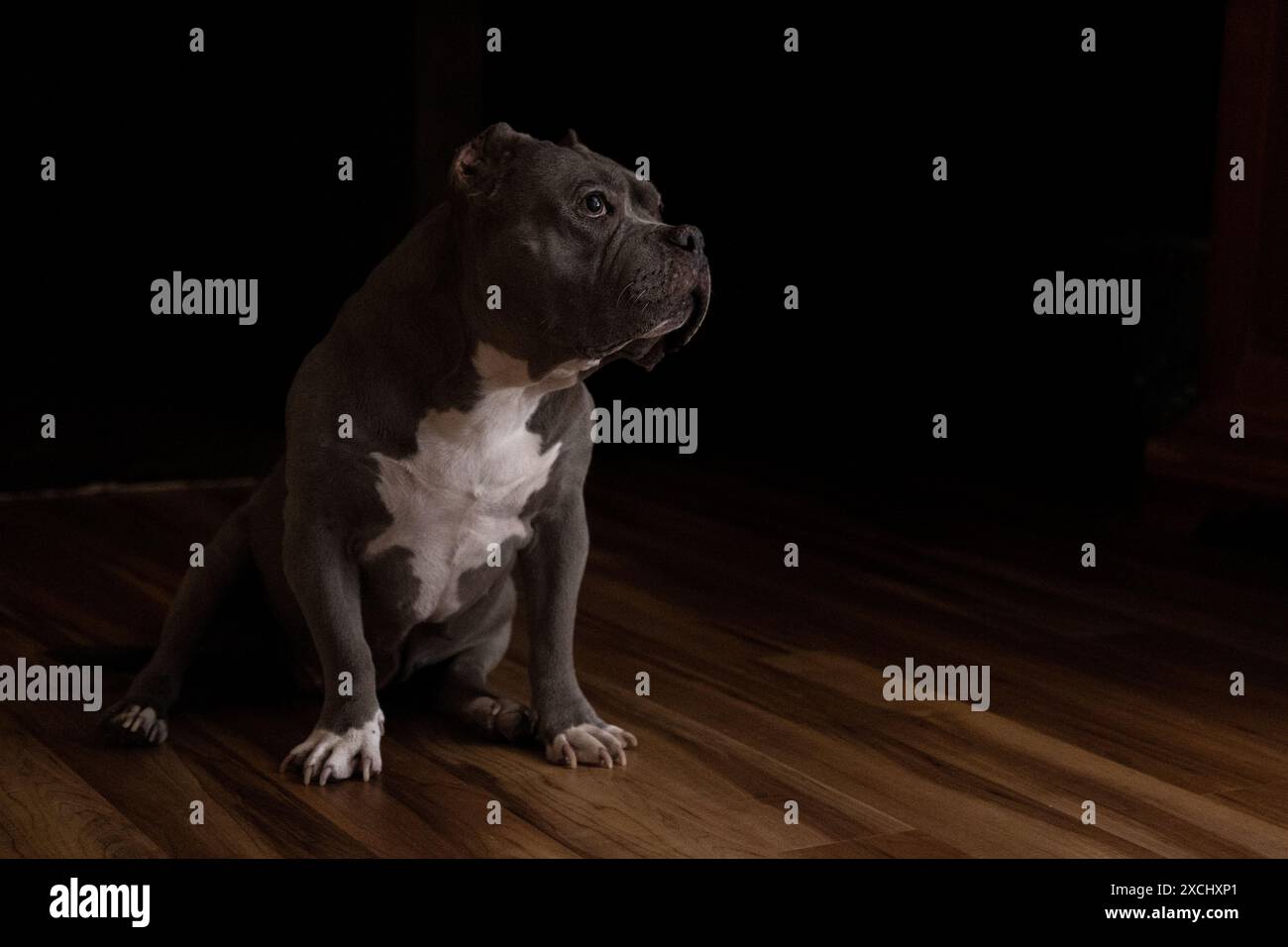 Grauer Pitbull, der in das natürliche Licht für ein Porträt in Innenräumen blickt Stockfoto
