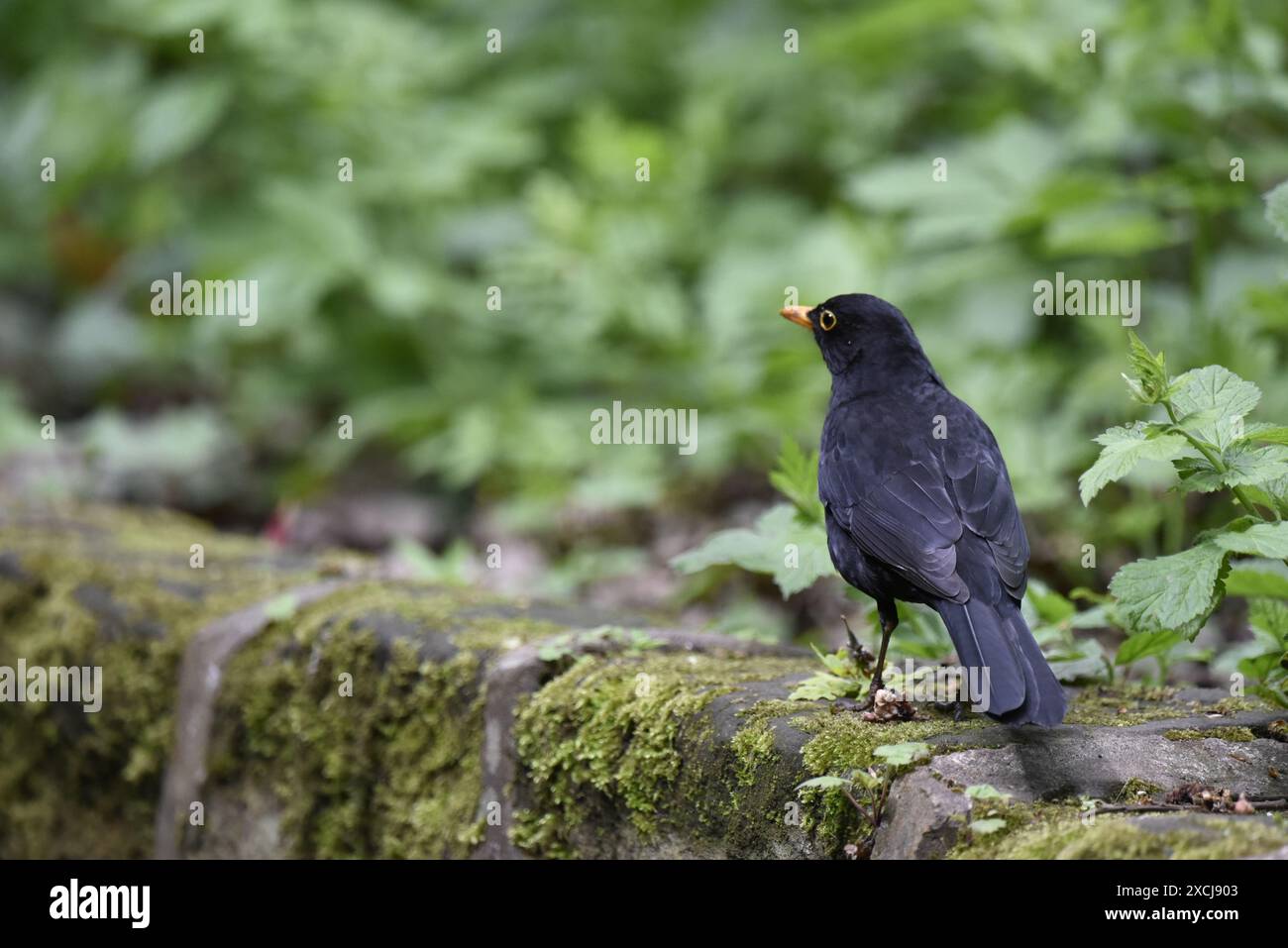 Männlicher gemeiner Schwarzvogel (Turdus merula) rechts vom Bild, Rückansicht mit nach links gedrehtem Kopf, stehend auf Flechtenwand vor grünem Laub Stockfoto