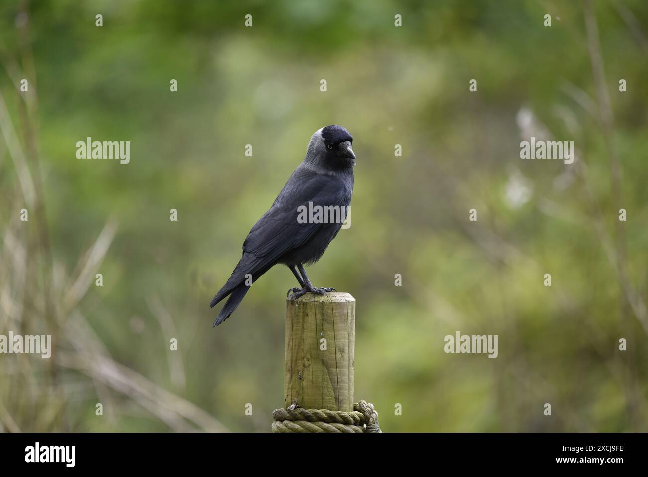 Westliche Jackdaw (Corvus monedula) oben auf einem Holzmast im rechten Profil, Kopf zur Kamera gedreht, vor einem weichen Waldhintergrund, Großbritannien Stockfoto