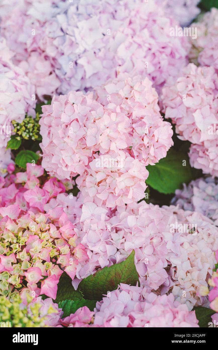 Hortensie-Busch in Blüte. Wunderschöner Garten. Stockfoto