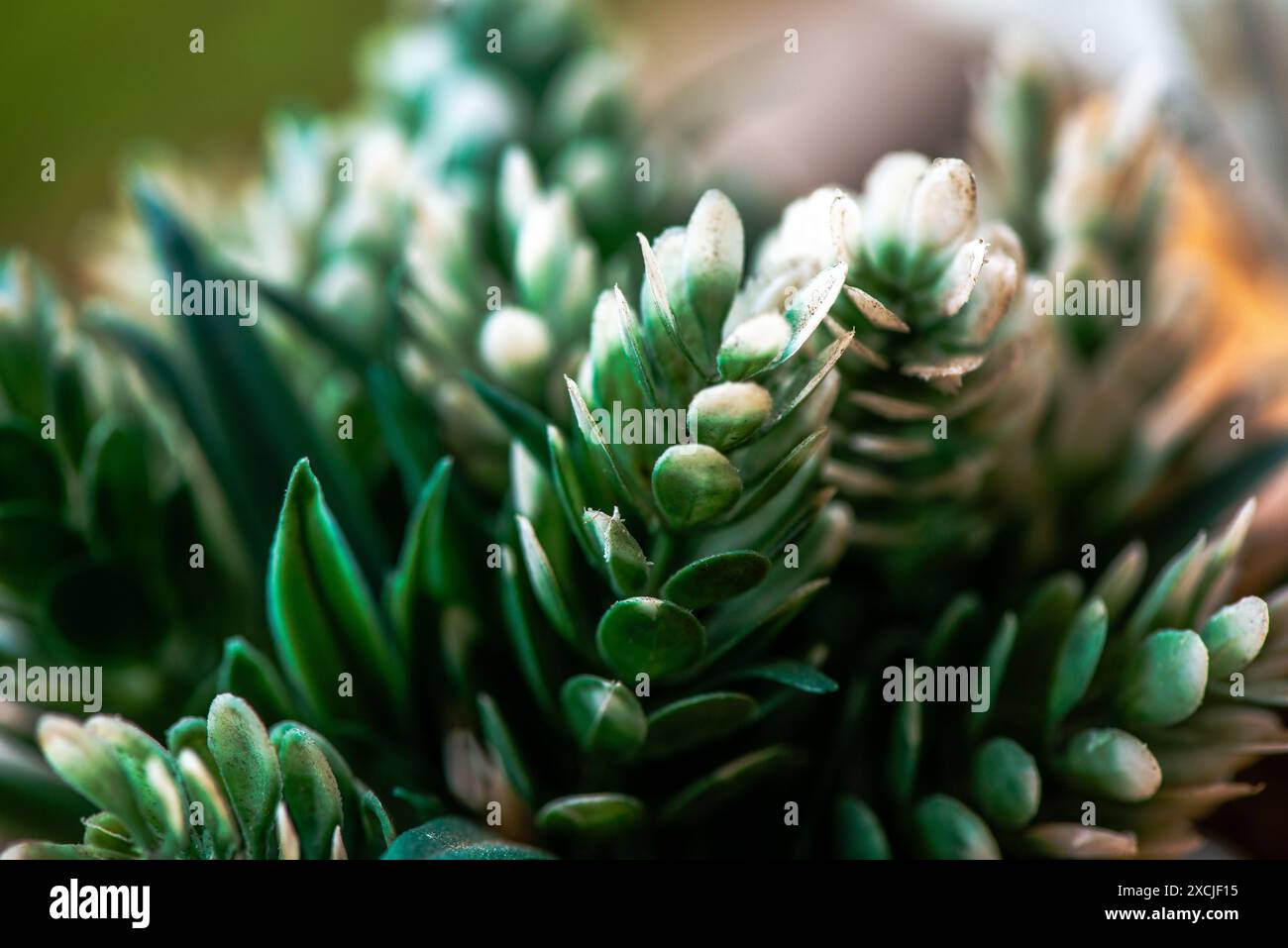 Makrofoto von grünen Blättern mit den komplizierten Details und lebhaften Texturen des üppigen, grünen Laubs. Stockfoto