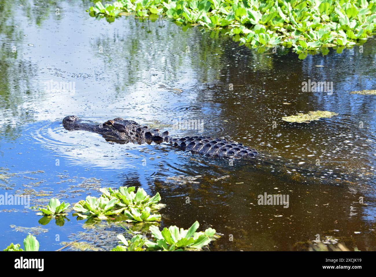 Ein Alligator bewegt sich sanft durch den Wassersalat im Lake Apopka Wildlife Reserve, Florida. Stockfoto