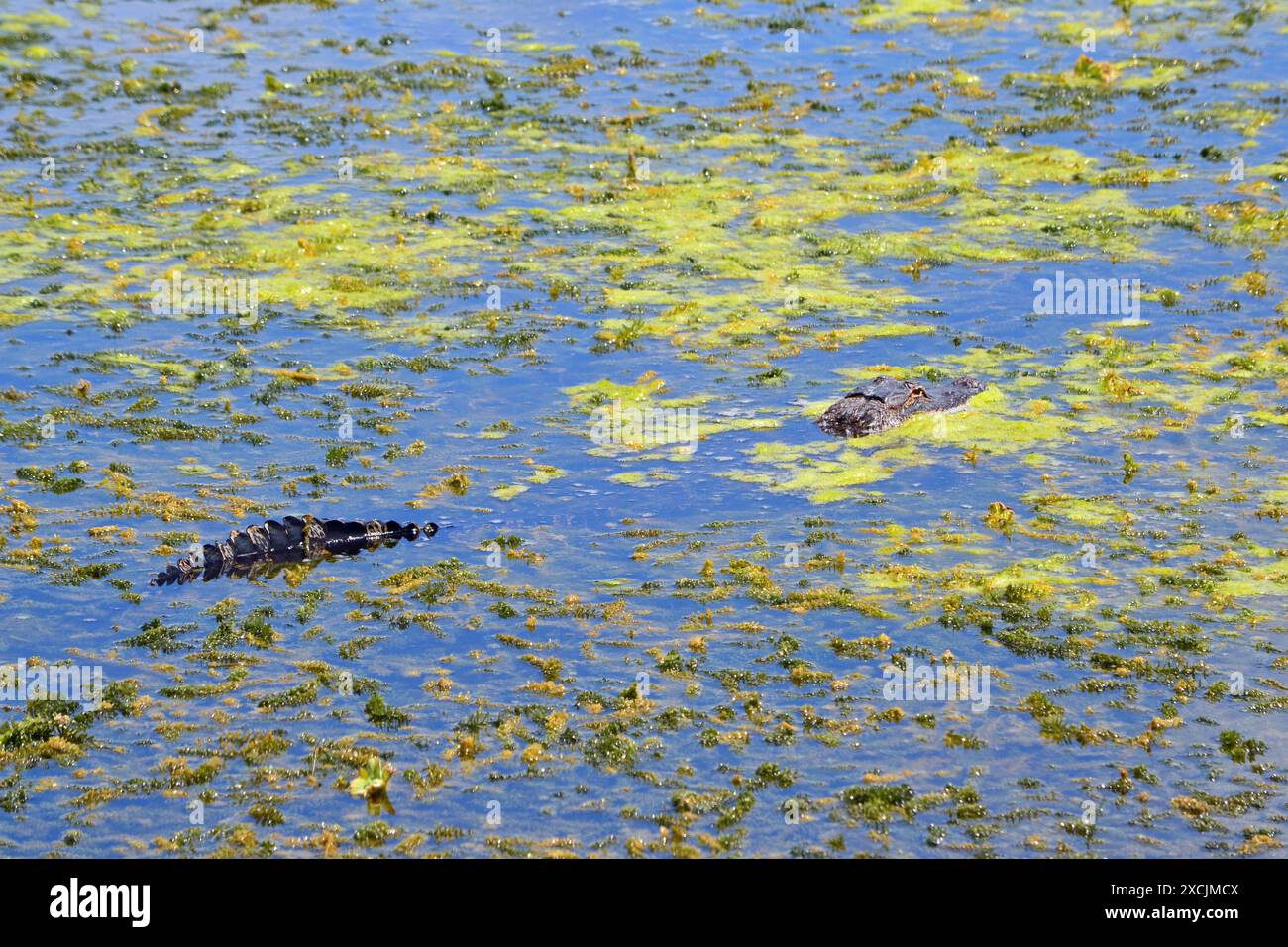Im Apopka Wildlife Preserve, Florida, befindet sich ein Alligator, dessen Schwanz und Kopf zwischen den algenbeladenen Gewässern sichtbar sind. Stockfoto