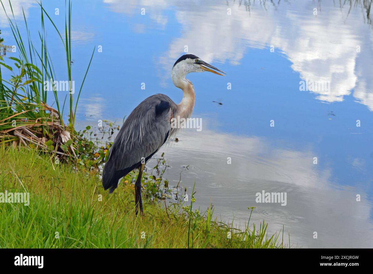 Ein detaillierter Blick auf einen Great Blue Reiher neben einem reflektierenden Wasserweg am Apopka Wildlife Drive in Florida. Stockfoto