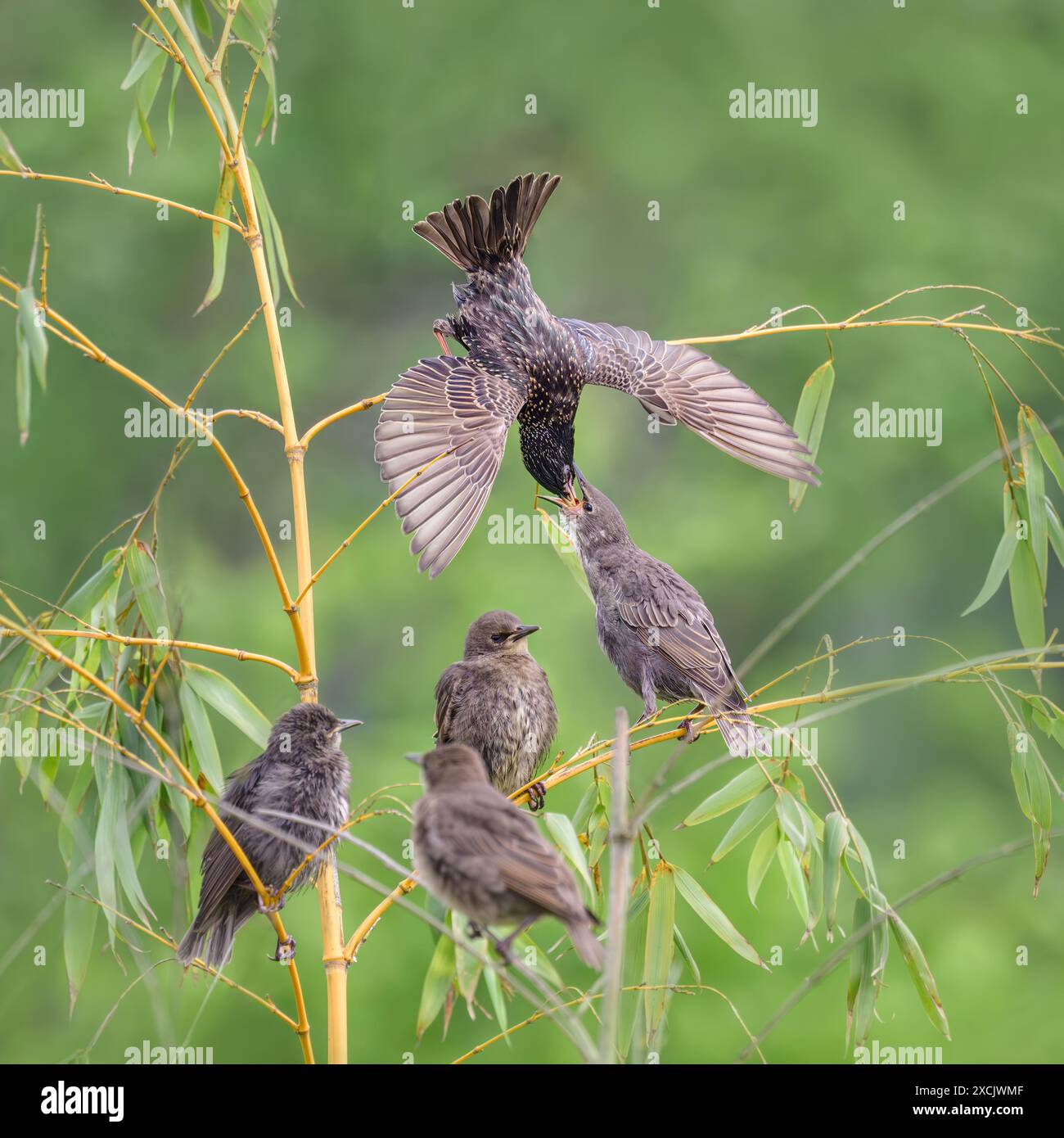 Europäischer Starling, Sturnus vulgaris, ein Elternvogel, der sich an einem Zweig mit ausgebreiteten Flügeln festklammert, ernährt einen hungrigen Jungen, der seinen Schnabel öffnet, im späten Frühjahr, Deutschland Stockfoto