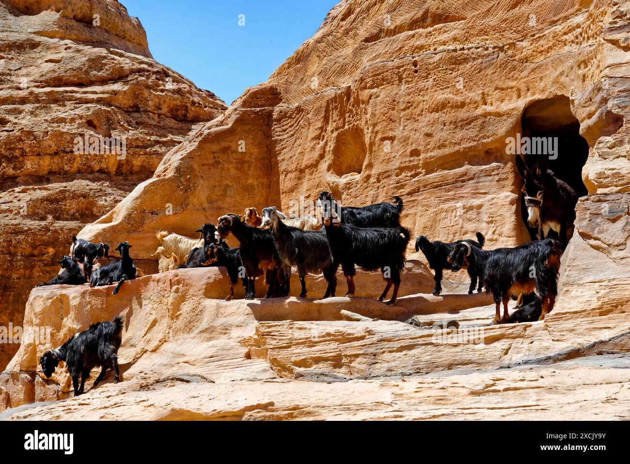 Ziegen, die aus der Höhle im Wadi Rum Valley, Jordanien, auftauchen Stockfoto