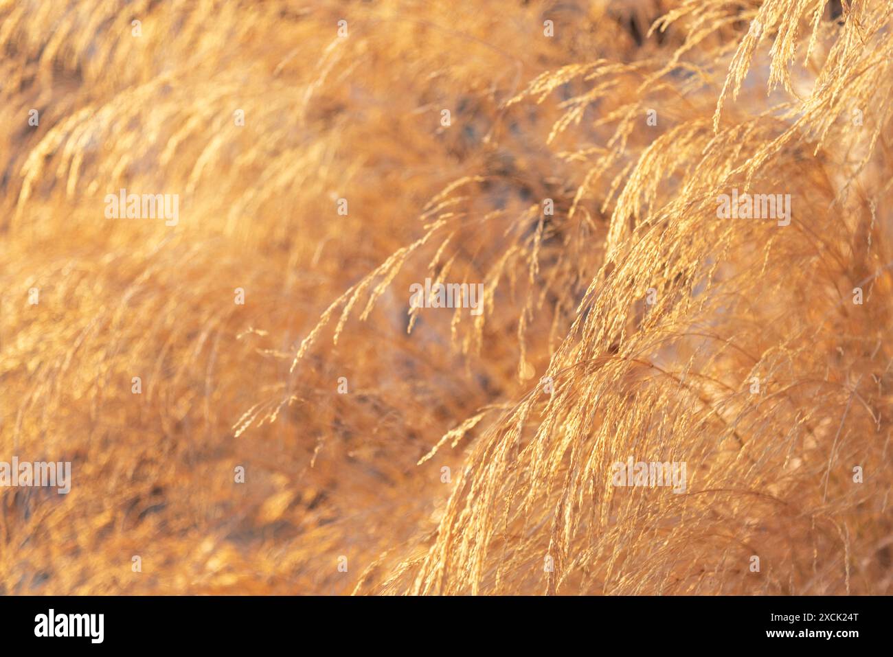 Getrocknete Pflanzen auf einem Sonnenlicht auf einem Feld, Nahaufnahme, Details, Makrofotografie Stockfoto