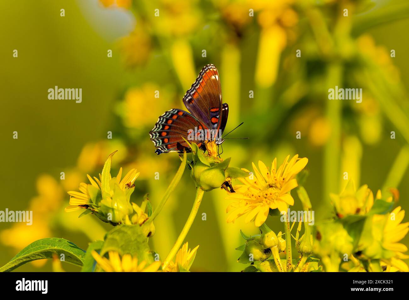 Weiße Admiral- oder rotfleckige violette Schmetterlingsarten (Limenitis arthemis) in Nordamerika. Stockfoto