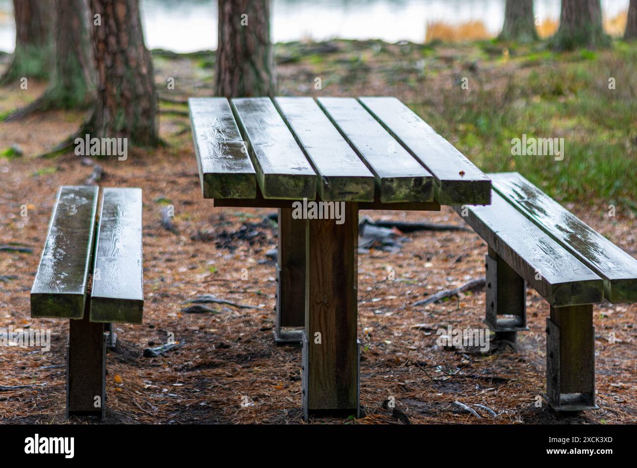 Nasser Wald, Seeufer, Holztische, Ruheplatz am See, Driskina See, Cesis, Lettland Stockfoto