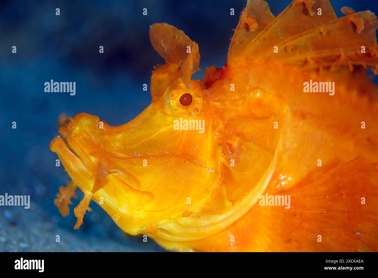 Nahaufnahme eines Gelben Schaufellappen-Skorpionfisches (Rhinopias eschmeyeri). Ambon, Indonesien Stockfoto