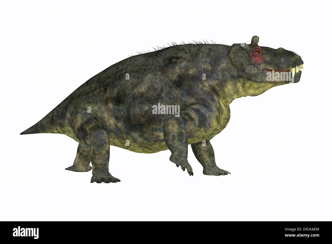 Estemmenosuchus uralensis war ein allesfressenes Therapietier, das in der permischen Zeit Russlands lebte. Stockfoto