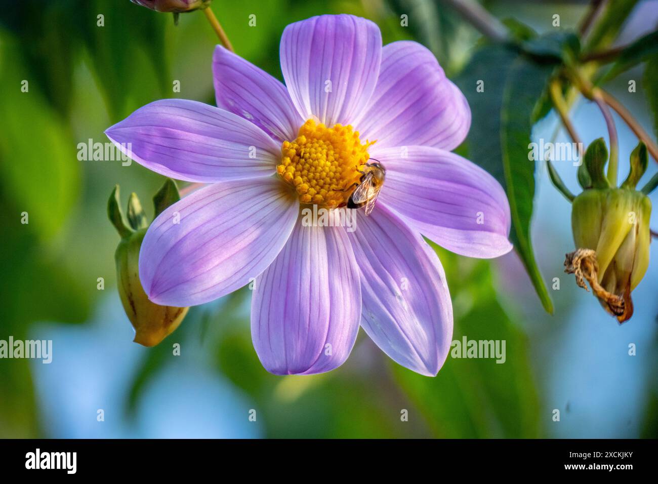 Dalia Catalina (Dahlia imperialis) in Huehuetenango Guatemala Stockfoto