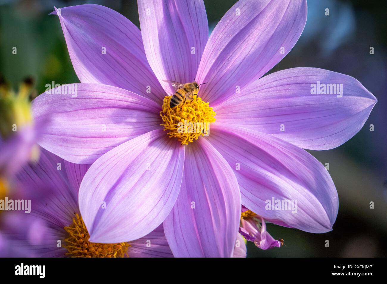 Dalia Catalina (Dahlia imperialis) in Huehuetenango Guatemala Stockfoto