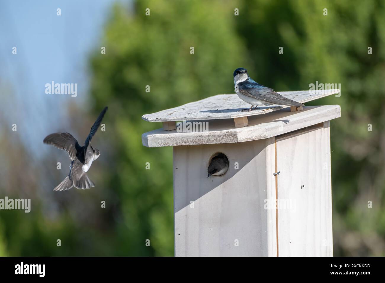 Ein Paar Scheunenschwalben kümmert sich um ihre jungen Jungvögel, während das Weibchen in Richtung des hölzernen Vogelhauses fliegt. Stockfoto
